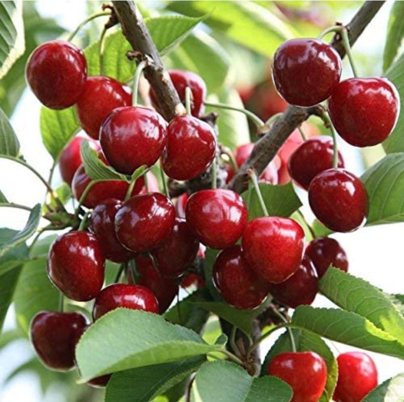 GreenLife Cherry Fruit Plant  (Hybrid, Pack of 1)