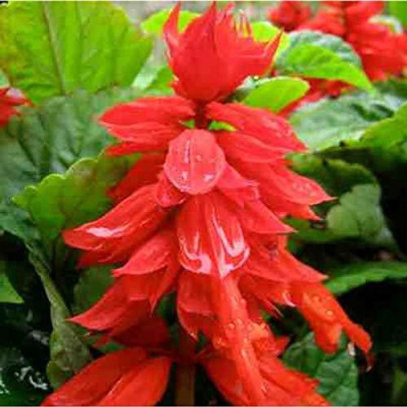KANAYA Salvia Mix Flower Seed  (90 per packet)