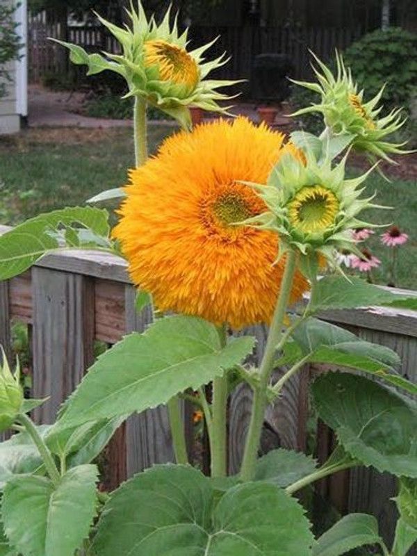 Mozette Sunflowert teddy bear Seed  (12 per packet)