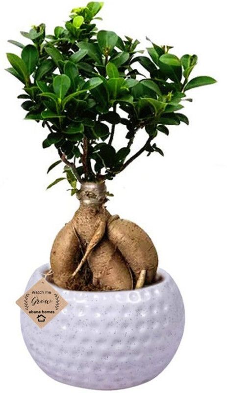 EZtect Ficus Plant  (Hybrid, Pack of 1)