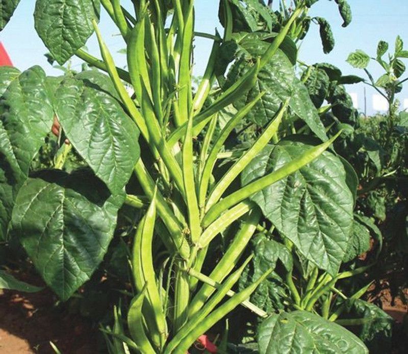 Nodoc Custard Beans Seed  (38 per packet)