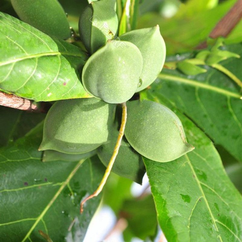 Sumang Green Land Almond Plant  (Pack of 1)