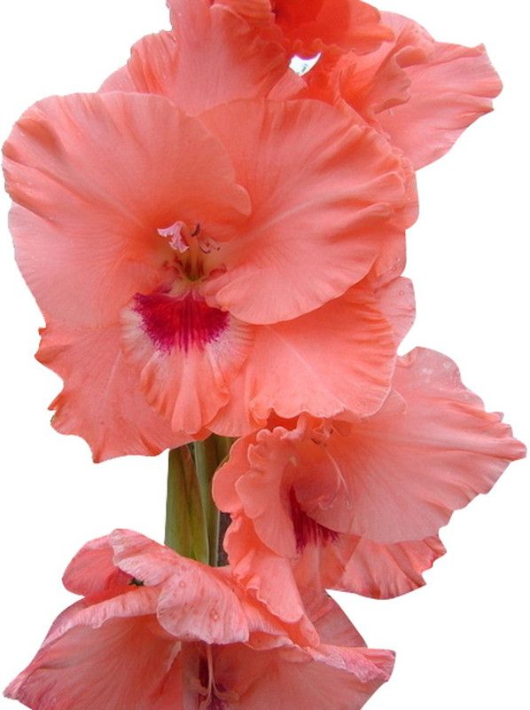 Futaba Perennial Gladiolus Flower - Peach - 200 Pcs Seed  (200 per packet)