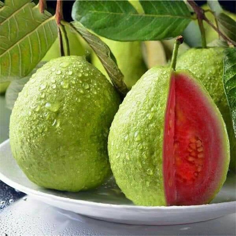 TOPMAHIR Guava Plant  (Hybrid, Pack of 1)