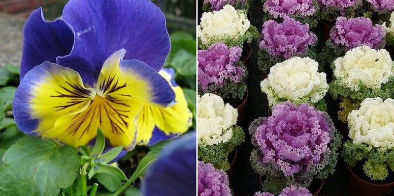 dreamseawaves Heartsease Pansy & Ornamental kale Seed  (20 per packet)