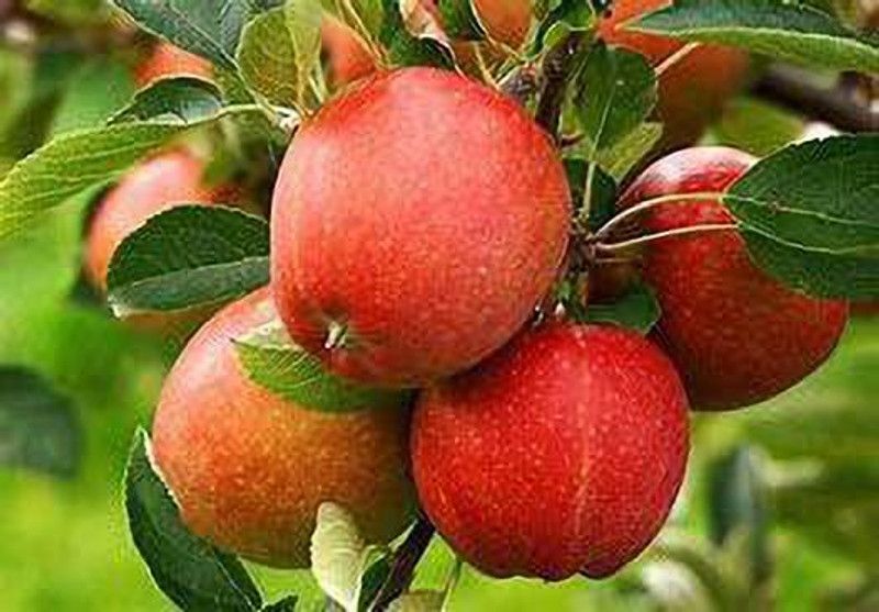 PlantsMart Apple Plant  (Hybrid, Pack of 1)