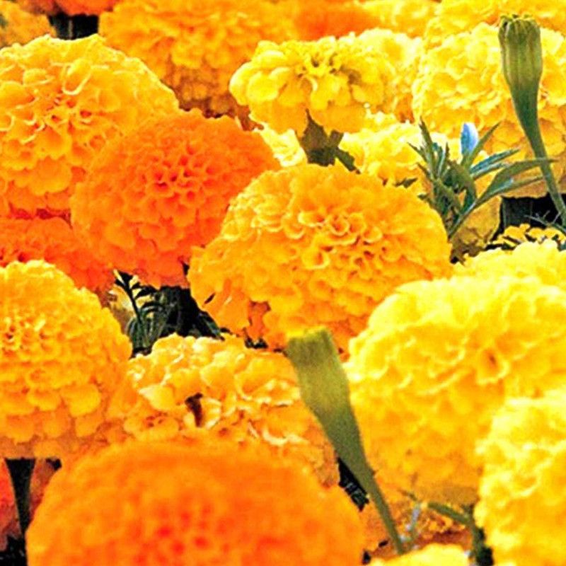 MKR Enterprises Marigold Seed  (300 per packet)