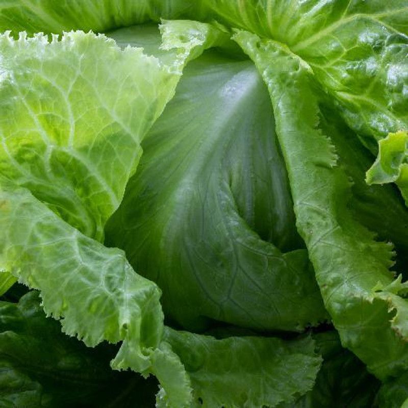 XOLDA Organic lettuce ice burg Seed  (31 per packet)