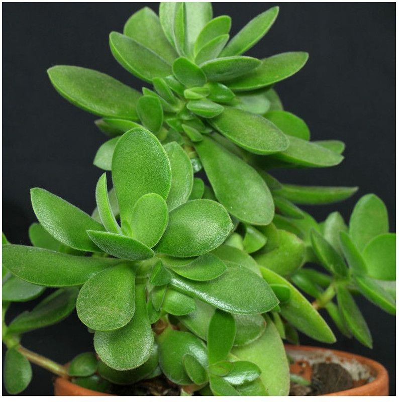 MAITRA AND SONS Crassula Bonsai Plant  (Hybrid, Pack of 1)