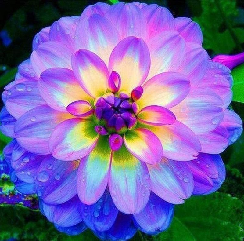 CYBEXIS Rare Dahlia Seeds Seed  (50 per packet)