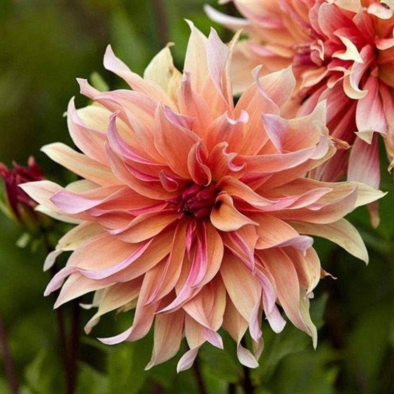 WILLVINE TLX-7 Dahlia Labyrinth Flower Seeds, Exotic Mix Seed  (100 per packet)