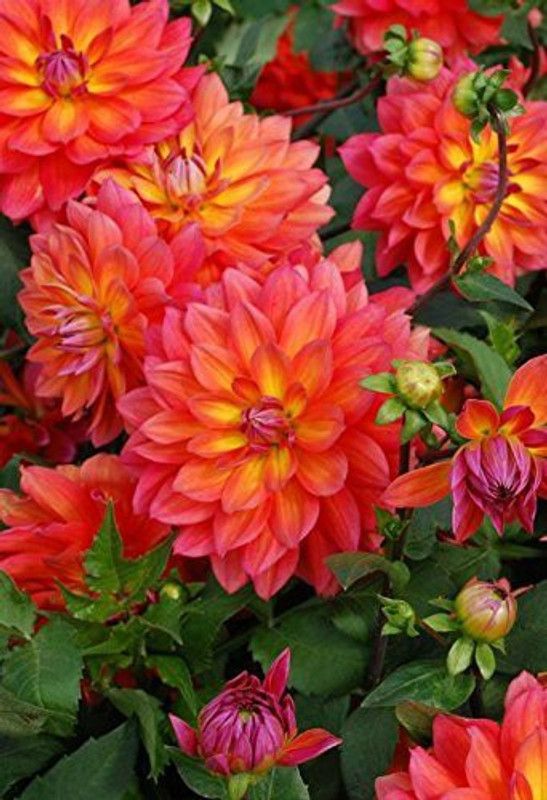 KANAYA Dahlia Double Figaro Seed  (38 per packet)