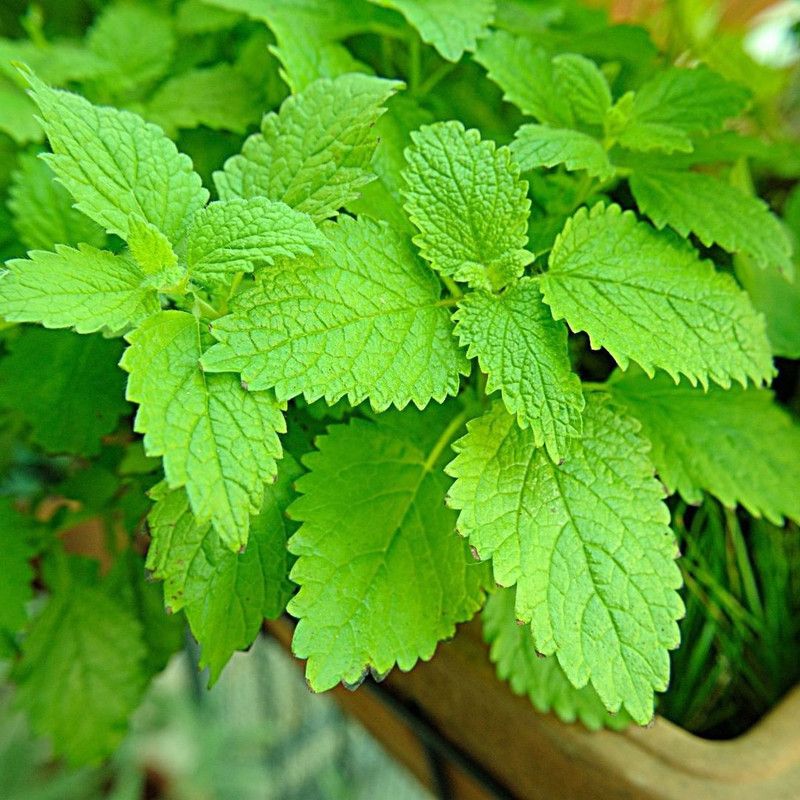 Mozette Balm mint herbs Seed  (24 per packet)
