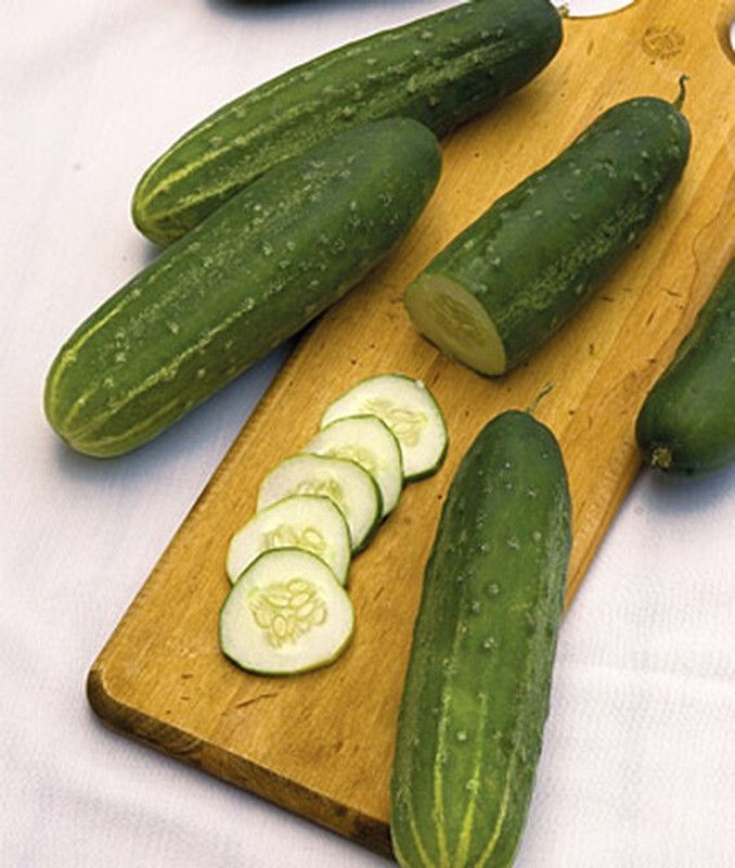 VibeX Straight Eight Organic Cucumber Seed  (120 per packet)
