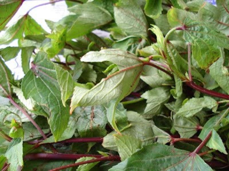 Paudha Organic Ambada/Gongura Seed  (63 per packet)