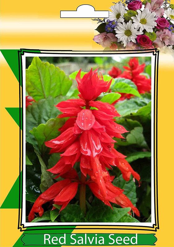 CYBEXIS Flower - Salvia Blaze of Fire Seed  (50 per packet)