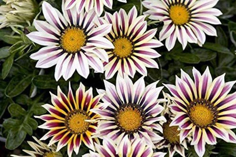 CYBEXIS Gazania F1 Big Kiss White Flame Seed  (50 per packet)