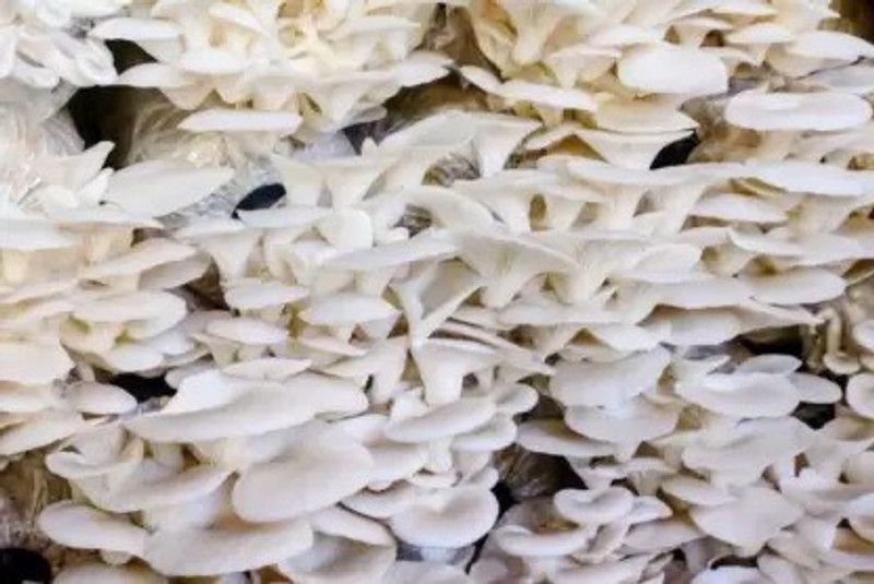 Chalisa Mushroom Seed  (100 per packet)