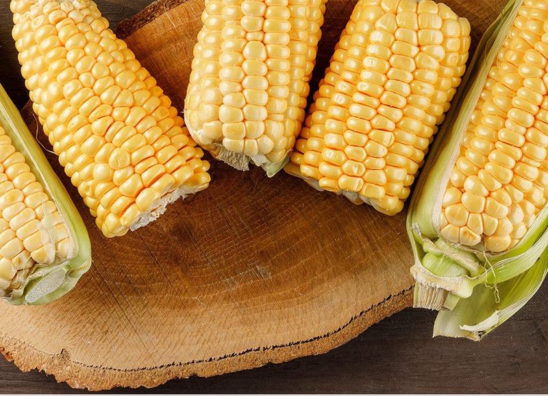 VibeX ® VLR-86 Golden Bantam Sweet Corn Seed Seed  (500 per packet)