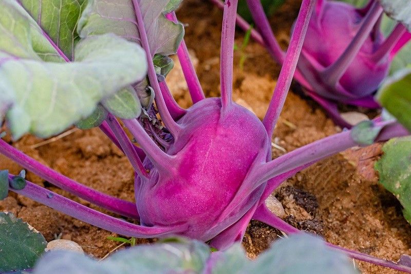 XOLDA Knol- Khol purple Vegetable Seed  (20 per packet)