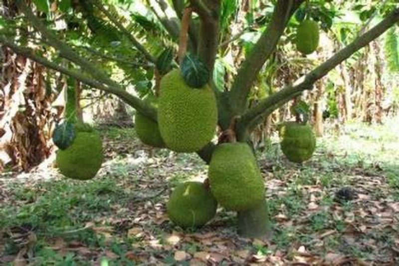 NRDhub Jackfruit Plant  (Pack of 1)