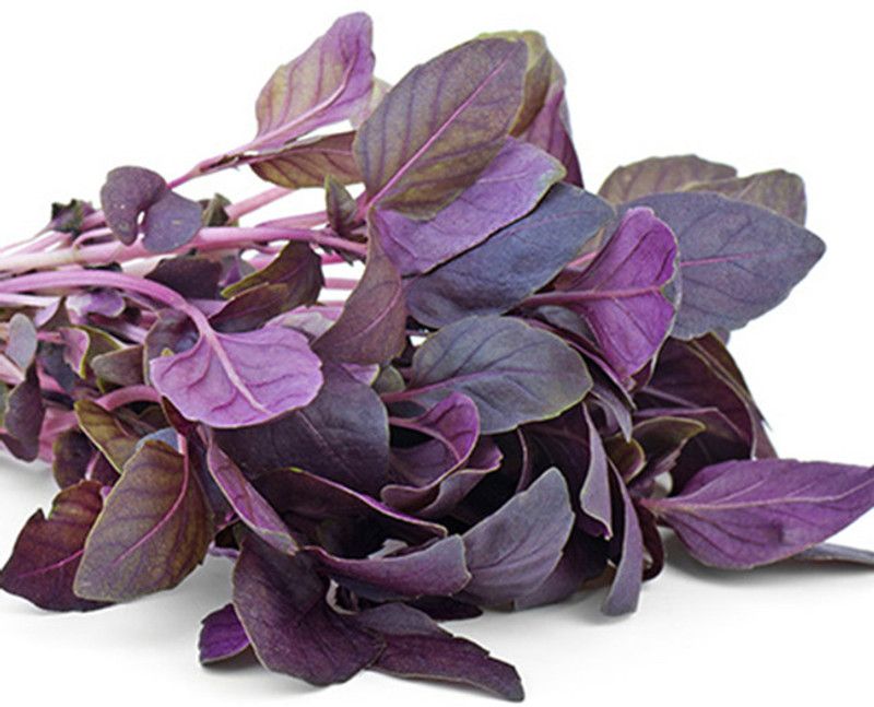 XOLDA Organic basil purple herb Seed  (40 per packet)