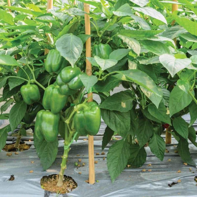 JRYU Shimla mirch Seed  (40 per packet)