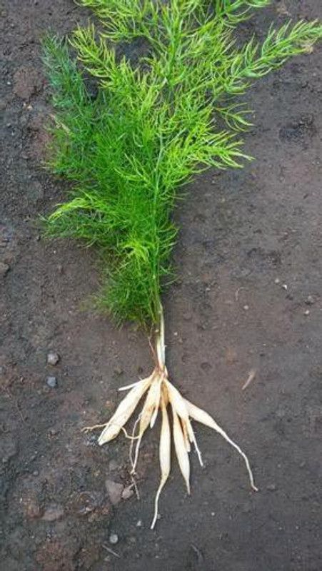 ZIXAM Shatvari Plant  (Pack of 1)