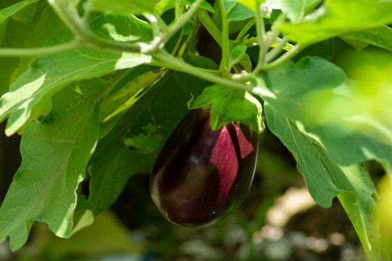 Splorias Egg Brinjal Seed  (15 per packet)