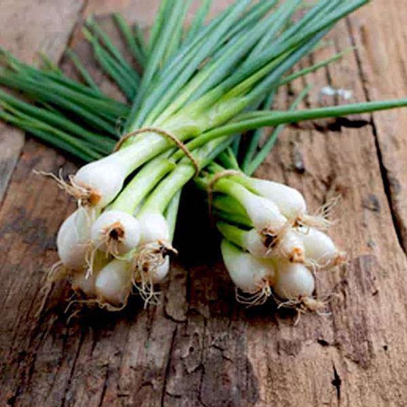 Paudha Bunching Onion Seed  (16 per packet)