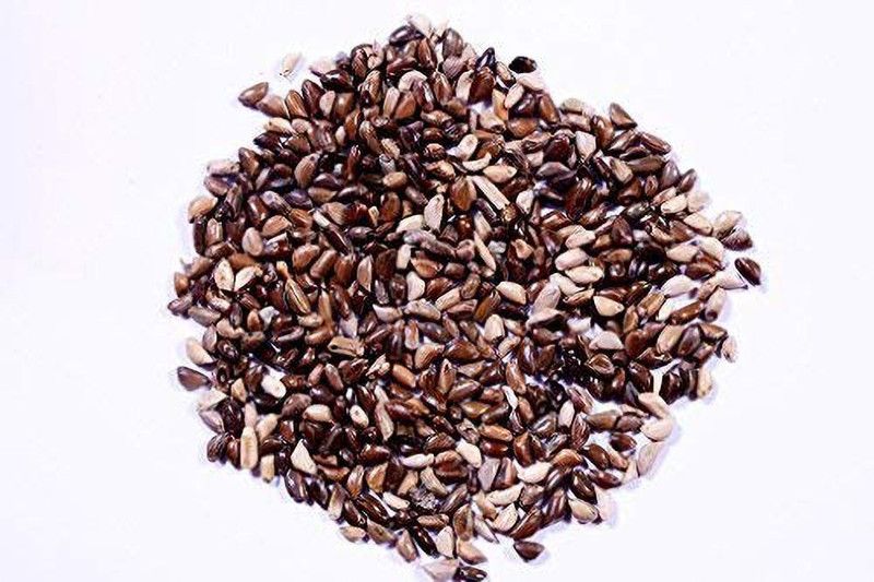 Green India Nepier Grass Seed Seed  (1500 per packet)
