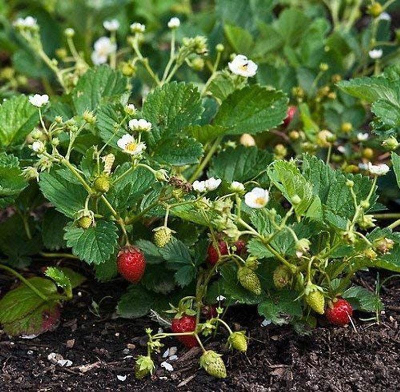 WILLVINE Strawberry Seeds Super Sweet Non-GMO Organic Bonsai Seed  (100 per packet)