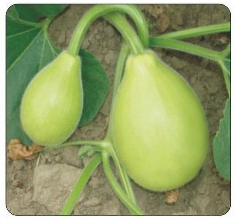 UGRA Small Asian Bottle Gourd Seed  (40 per packet)