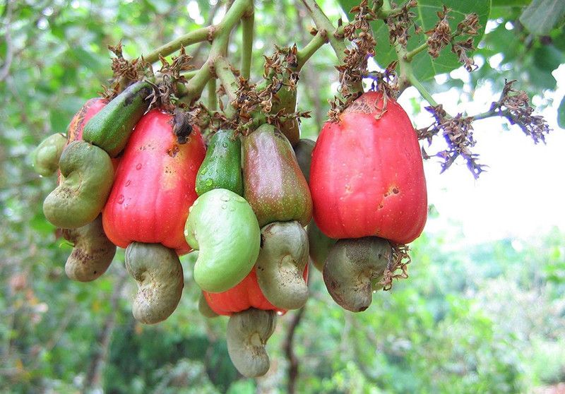 Getflix Cashew Apple Plant  (Hybrid, Pack of 1)