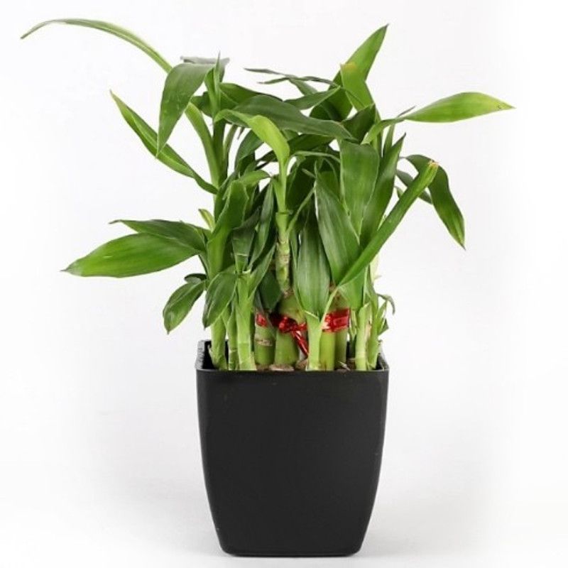 GHF Two Layer Bamboo Plant  (Hybrid, Pack of 2)