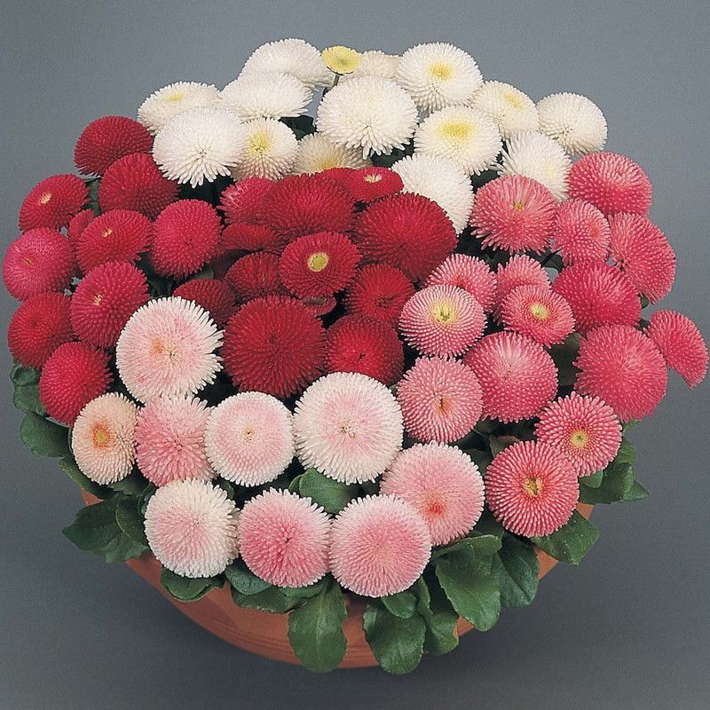 XOVO Exotic Daisy Mixed Flower Seed  (50 per packet)