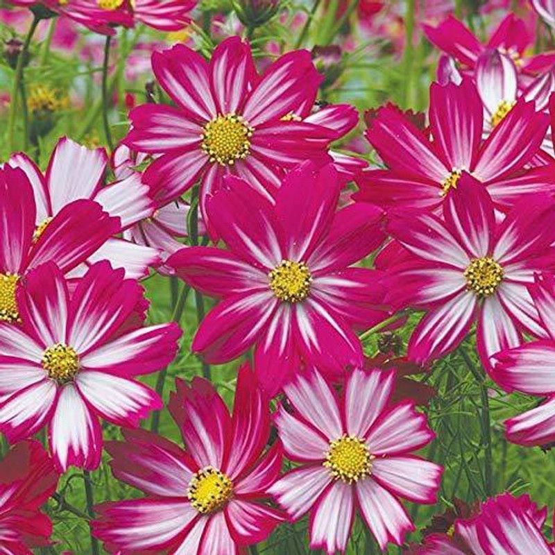 KANAYA Cosmos Hybrid Flower Seed  (28 per packet)