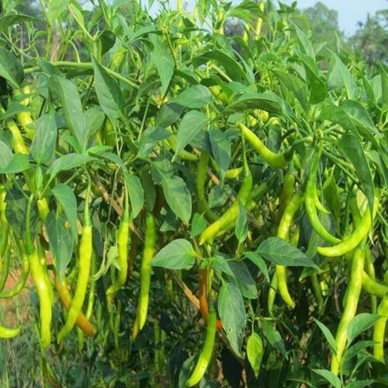 Paudha Organic Green Chilli F1 Seed  (60 per packet)