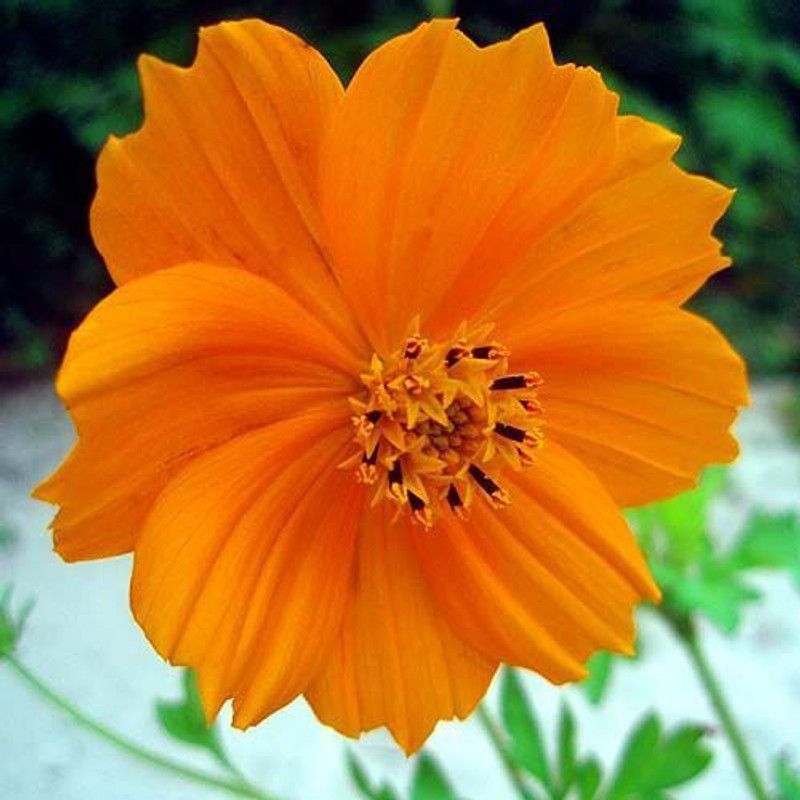 Paudha Cosmos Orange Seed  (11 per packet)