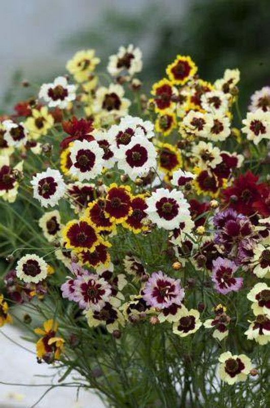 Mozette Coreopsis Seed  (20 per packet)