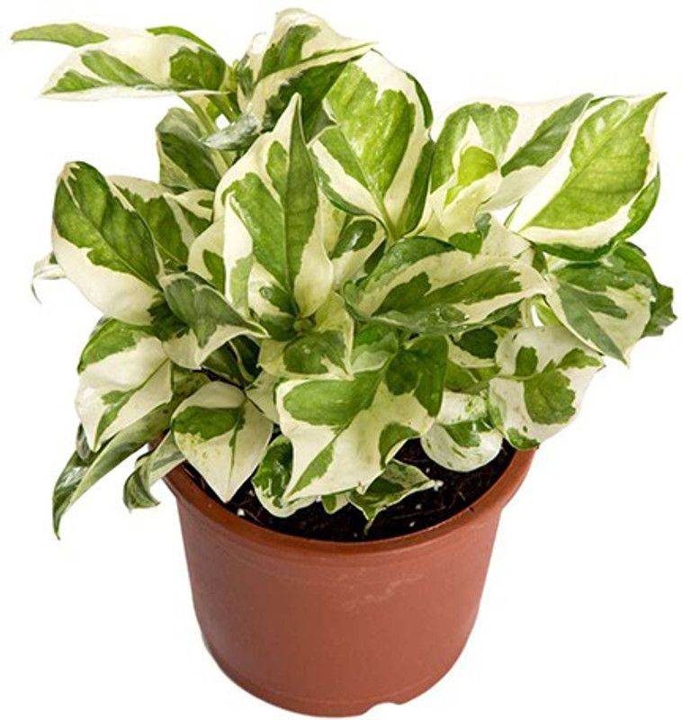 LushGreen Pothos Plant  (Hybrid, Pack of 1)