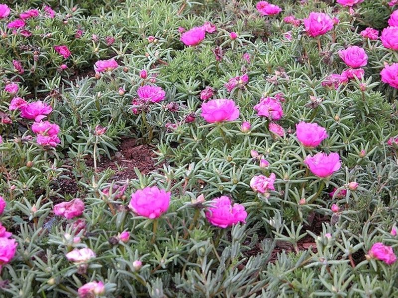 XOLDA Exotic portulaca Seed  (27 per packet)