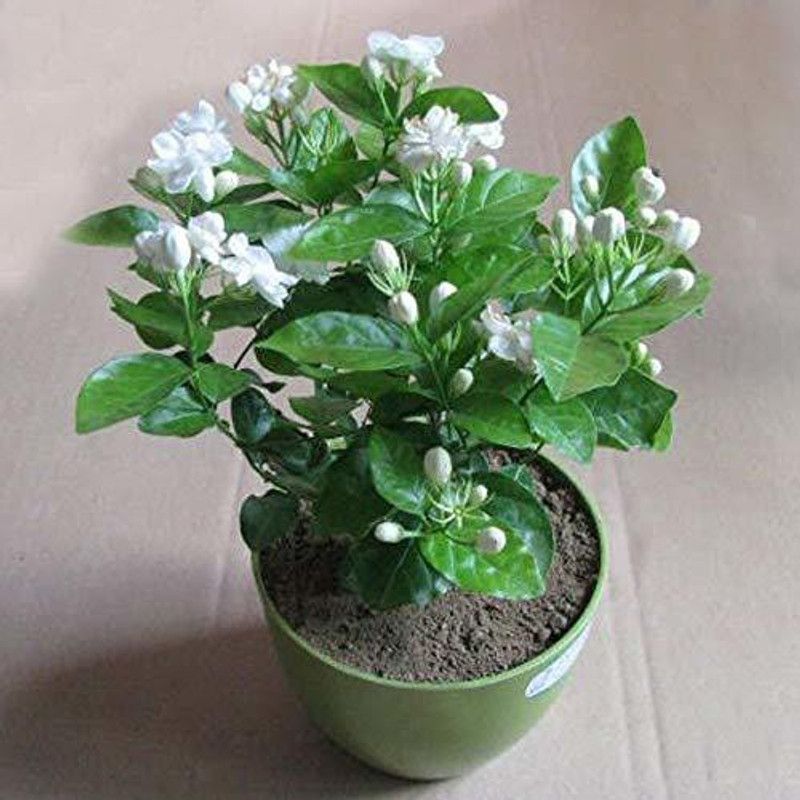 The Nursery Perfume Tree Plant  (Hybrid, Pack of 1)