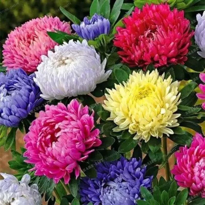 Dbbrothers Chrysanthemum/chandramallika flower seeds Seed  (80 per packet)