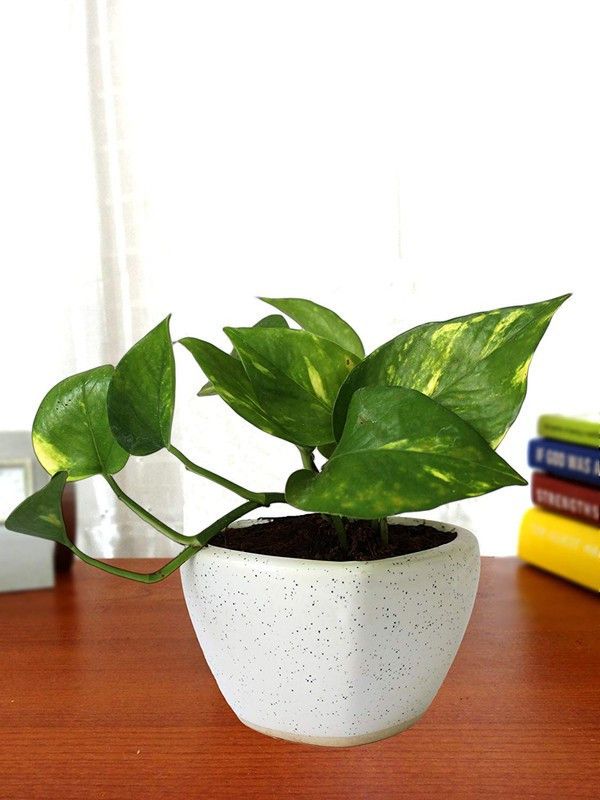 Vijay Sales Money Plant  (Hybrid, Pack of 1)
