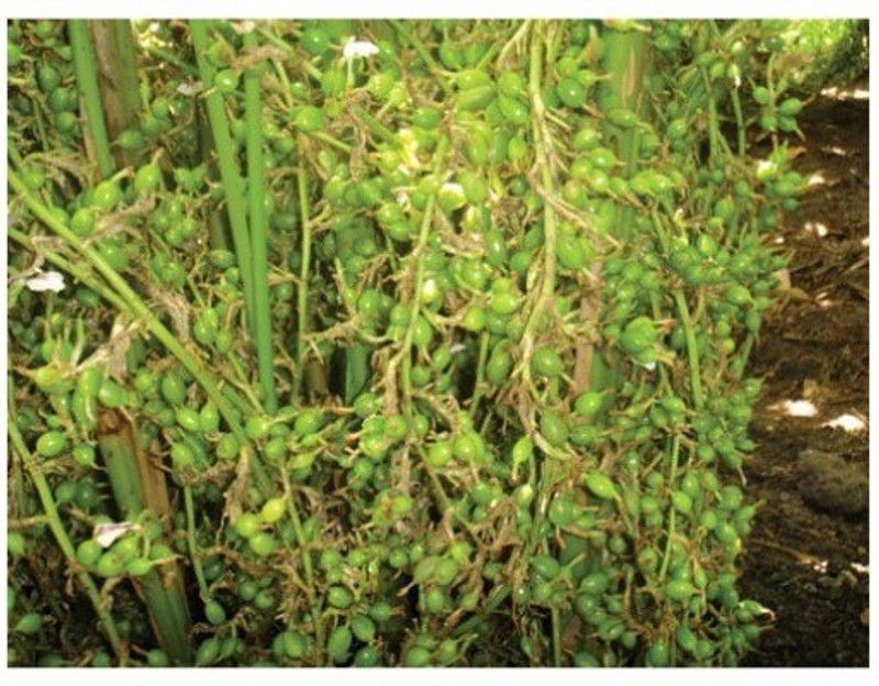 Vijay Sales Elaichi/Cardamom Plant  (Pack of 1)