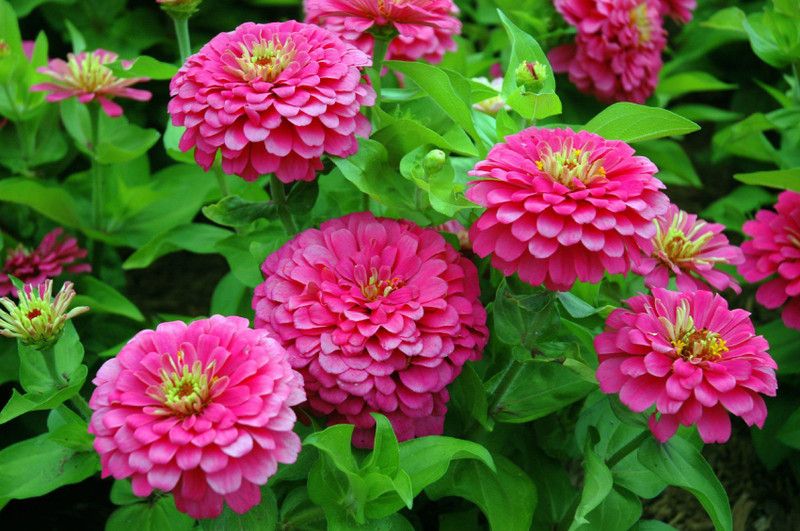 Paudha Zinnia Pink Seed  (42 per packet)