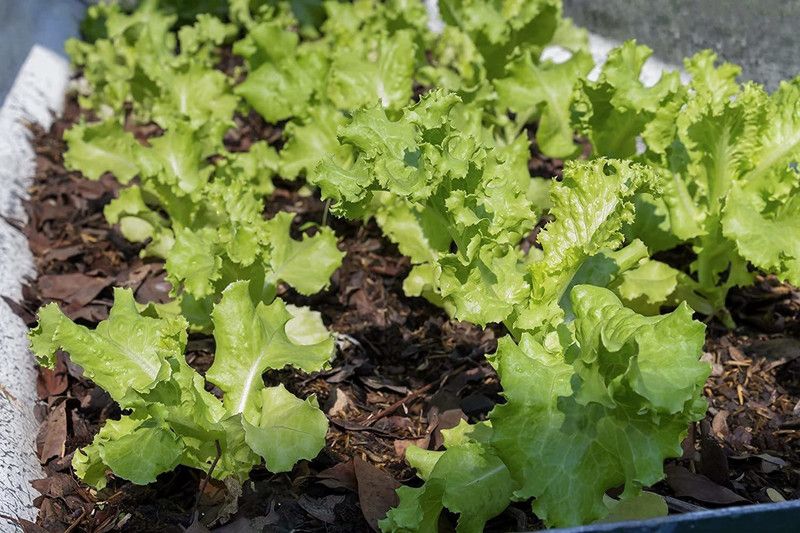 JRYU Lettuce Seed  (170 per packet)