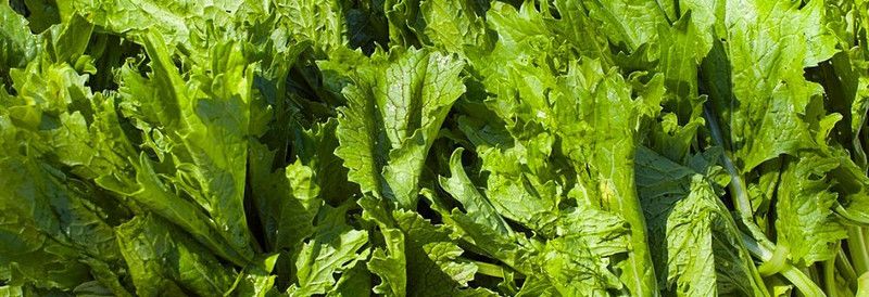Mozette Mustard leaves Seed  (20 per packet)