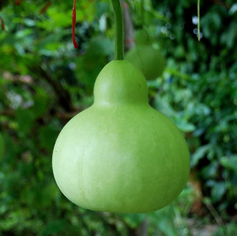 KANAYA Bottle Gourd/Lauki Round Seed  (95 per packet)